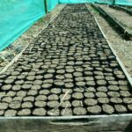 Con proyecto Juninguillo se reforestarán 60 hectáreas de bosques depredados