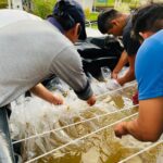Proyecto Tilapia del Goresam distribuirá especie mejorada de peces a estaciones pesqueras
