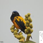 Se registró nuevas especies de aves en el Área de Conservación Regional BOSHUMI