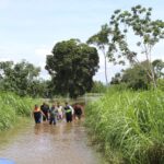 Familias perdieron sus cultivos de arroz tras fuerte precipitación pluvial del pasado 28 de diciembre
