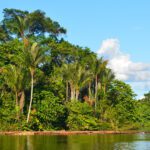San Martín marchará en defensa de la Amazonía
