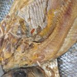 Fiscalía realizó operativo que evitó comercialización de pescado con gusanos en Tarapoto