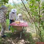 Brindan asistencia técnica inmediata a apicultores por muerte masiva de abejas