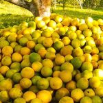 En cosecha 2024, empresa Agromar está comprando 4,500 toneladas de naranja en Mariscal Cáceres
