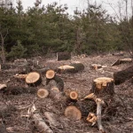 Condenan a responsable de talar y destruir 10 hectáreas de un bosque natural en el distrito de Alto Biavo