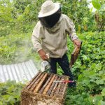 Proyecto Apícola reinicia actividades con asistencia técnicas en las 10 provincias de la región
