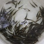 Goresam impulsa la crianza y consumo de trucha en la región