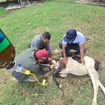Gobierno regional brinda asistencia por muerte sospechosa de ganado vacuno