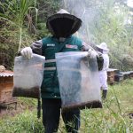 Especialistas apícolas intervienen en el caso de mortandad de abejas en Moyobamba