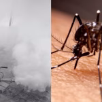 Advierten que mosquito del dengue mutó y es resistente a un tipo de insecticida: ¿Qué usa el Minsa en sus fumigaciones?