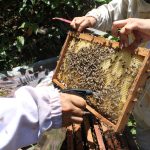 Especialistas apícolas intervienen en el caso de mortandad de abejas en Moyobamba