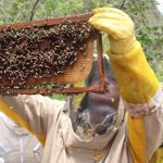 Realizan escuela de campo sobre crianza de reina y técnicas de apicultura en El Eslabón