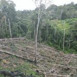 Autoridad Regional Ambiental y la Unidad de Gestión Forestal realizaron constatación, en el sector Alto Ojecillo- Picota