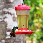 WAQANKI: un santuario natural de orquídeas y colibrís en el Alto Mayo