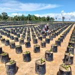 GORESAM beneficia a 244 productores de palma aceitera en Lamas