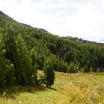 SERFOR amplía plazo para inscripciones al programa de incentivos forestales 2025