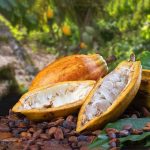 Goresam impulsa proyecto para la conservación y competitividad agrícola