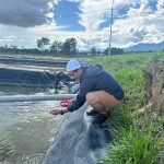 Entregan 21 millares de alevines de la especie Paco a productores del Alto Mayo