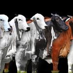 Goresam será sede de la Primera Feria Nacional del Cebú – EXPOZEBÚ PERÚ