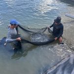 Gore San Martín incentiva la competitividad acuícola en zonas rurales
