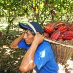 Gobierno pone en marcha proyectos de café y cacao para beneficio de más de 8 mil productores del Vraem