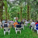Capacitaciones fortalecen a 301 agricultores en manejo sostenible de palma aceitera en Tocache