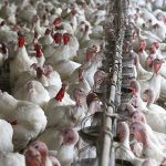 MIDAGRI: Oferta comercial de pavos superará los 2 millones en fiestas de Navidad y Año Nuevo 2026