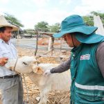 Durante el 2025, el Gobierno protegió la ganadería familiar con la vacunación de más de 5 millones de animales de crianza en todo el país