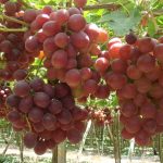 MIDAGRI: Sector agropecuario alcanzó un crecimiento de 4,9% entre enero-noviembre 2025