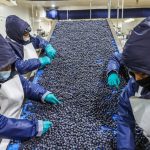 Perú, potencia agroexportadora: MIDAGRI buscará concretar 16 nuevos accesos en el 2026