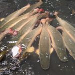 GORESAM fortalece el control y la protección del paiche durante el periodo de veda