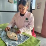 Estación pesquera Ahuashiyacu logra reproducción inducida de boquichico