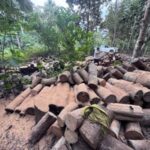 Goresam incauta más de 29 mil pies tablares de madera ilegal en operativo conjunto en Lamas