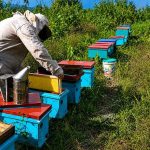 Apicultores de Tocache elevan producción con reproducción de abejas reina