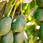MIDAGRI destaca avance de producción agrícola y pecuaria en primer trimestre